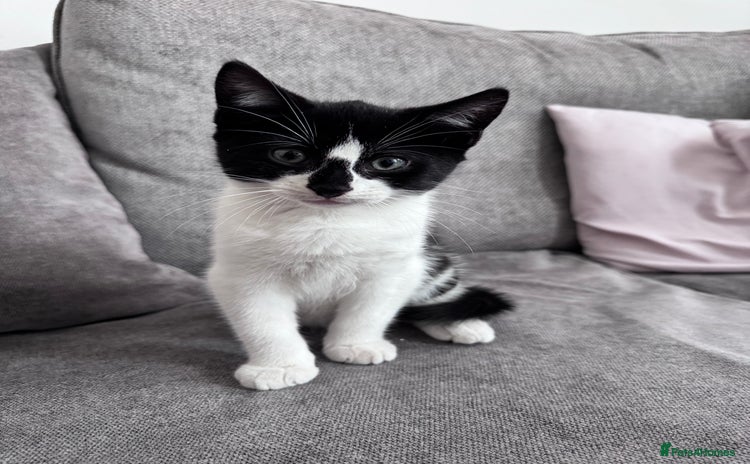 Mixed Breed cats - Advert 5