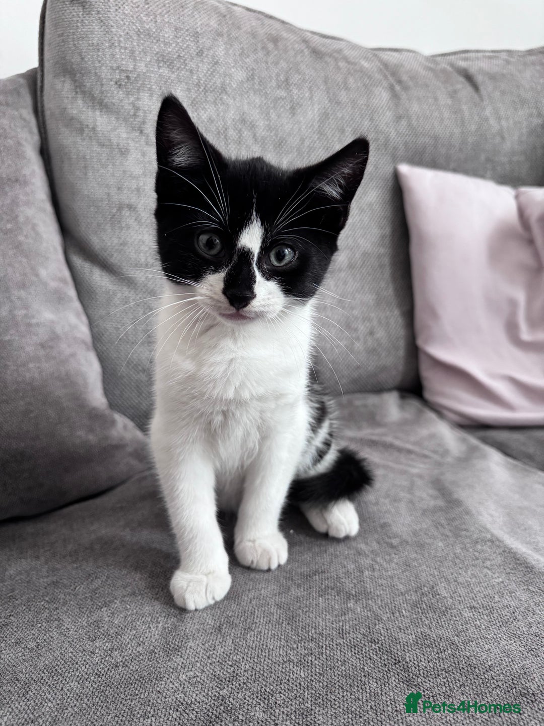 Mixed Breed cats for sale: 2 kittens - Image 1