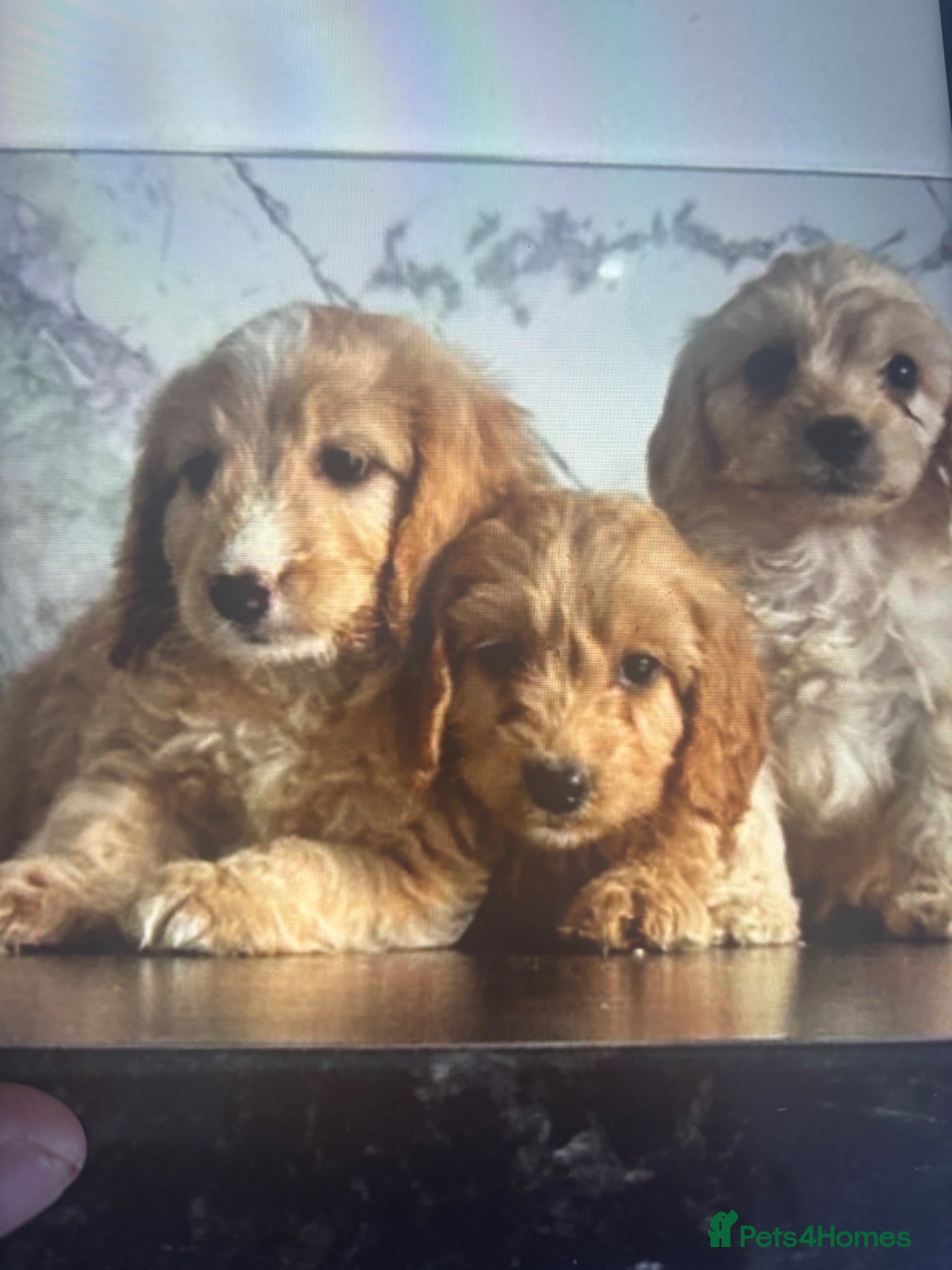 Cavapoo dogs Quality Cavapoo puppies toy poodle  - Advert 3