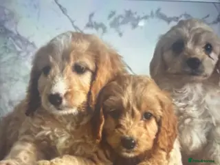 Cavapoo dogs Quality Cavapoo puppies toy poodle - Advert 1