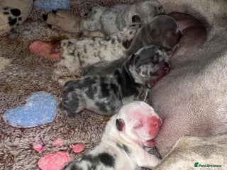 French Bulldog dogs Outstanding Frenchie Babies - Advert 1