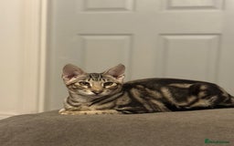Savannah cats for sale: KIWANGA PEDIGREE F3 SAVANNAH KITTENS  - Image 40