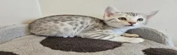 Bengal cats for sale: Bengal ready now  - Advert 4