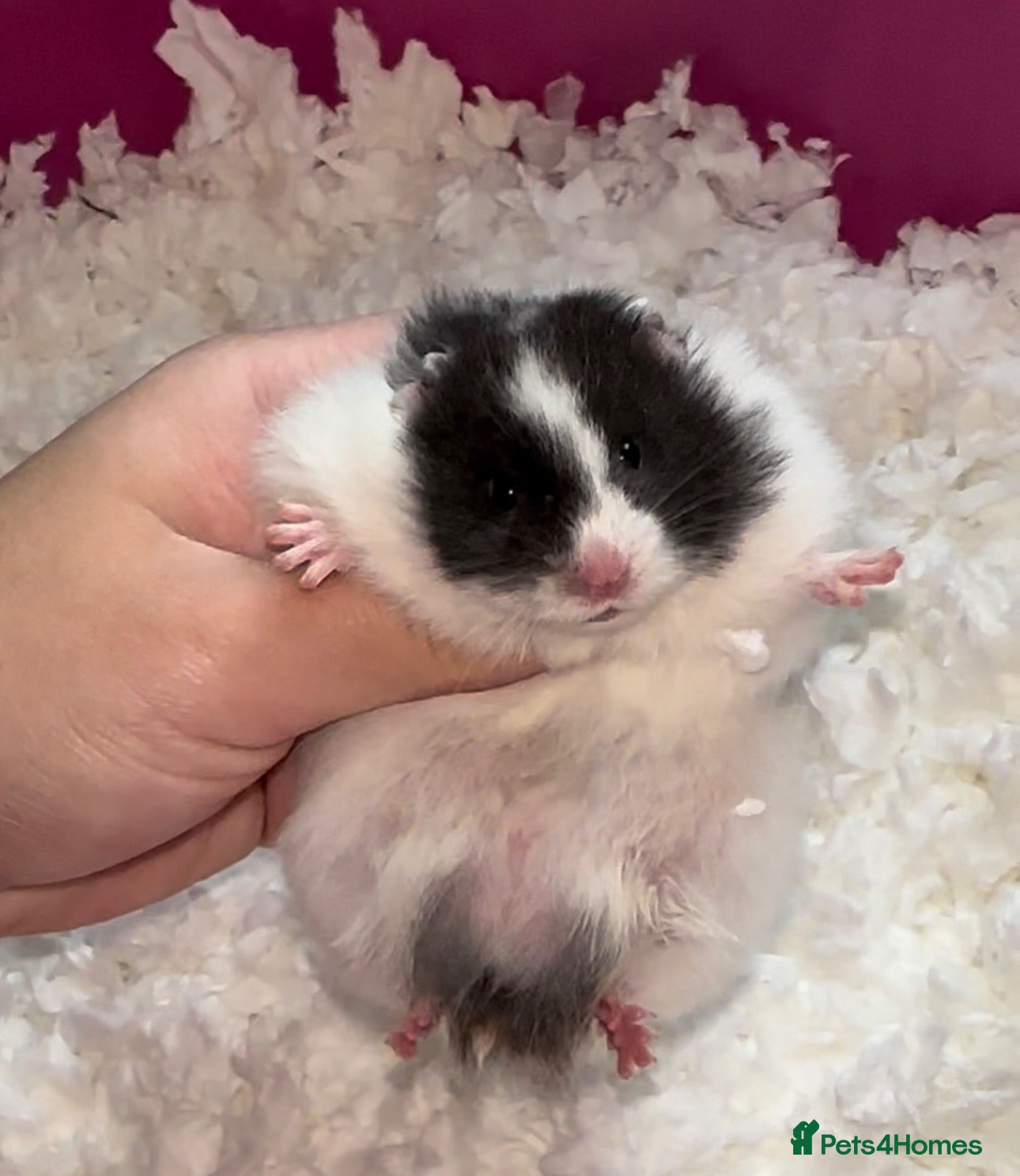 Hamster rodents Baby hamster  - Advert 2