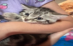 British Shorthair cats for sale: British shorthair cross kittens - Image 3