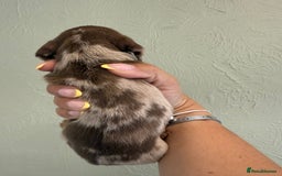 Miniature Dachshund dogs for sale: Miniature dachshunds  - Image 22