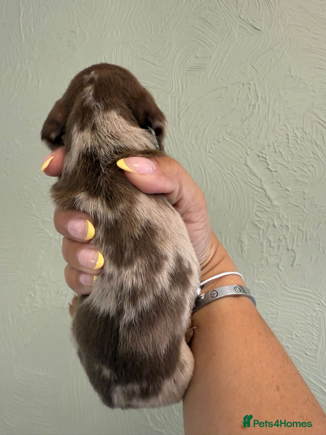 Miniature Dachshund dogs for sale: Miniature dachshunds  - Image 22