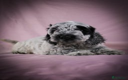 Cockapoo dogs for sale: Ready now beautiful litter F1B cockapoo puppies  in Leicester - Image 14