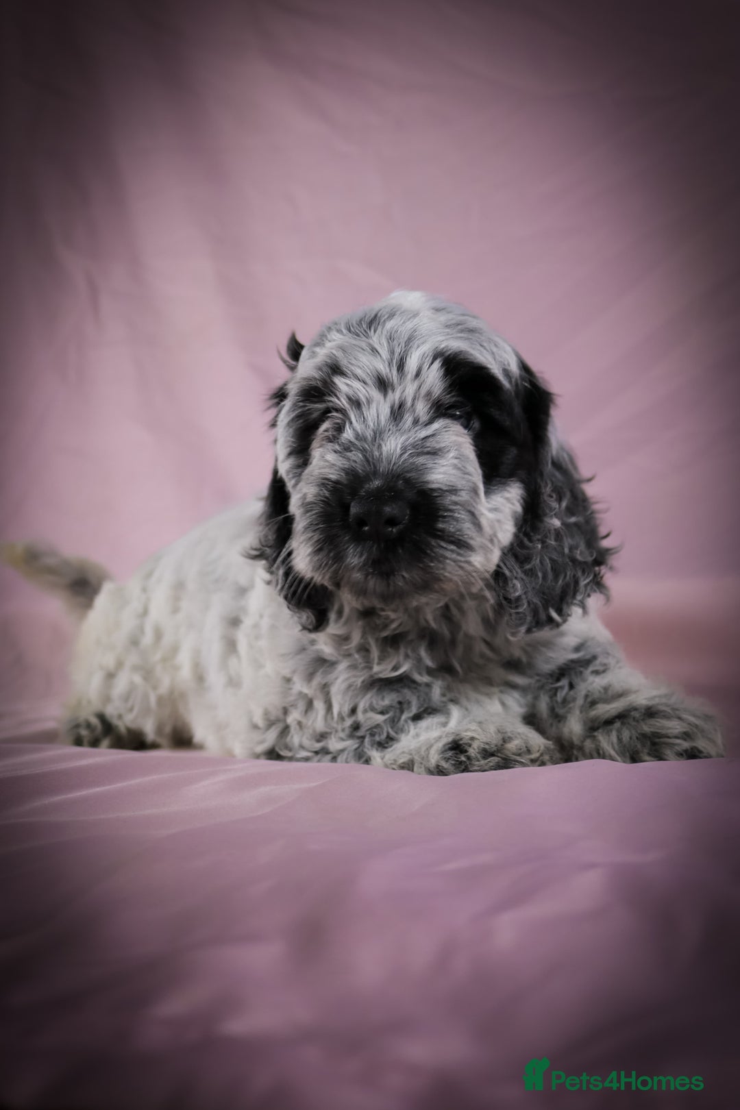 Cockapoo dogs for sale: Ready now beautiful litter F1B cockapoo puppies  in Leicester - Image 14