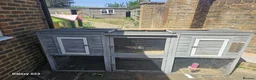 Lionhead rabbits for sale: Black lion head  in Godalming - Advert 20