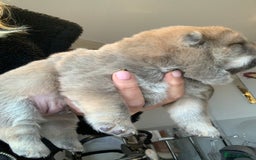 Chow Chow dogs for sale: Stunning male kc chow chow  - Advert 8