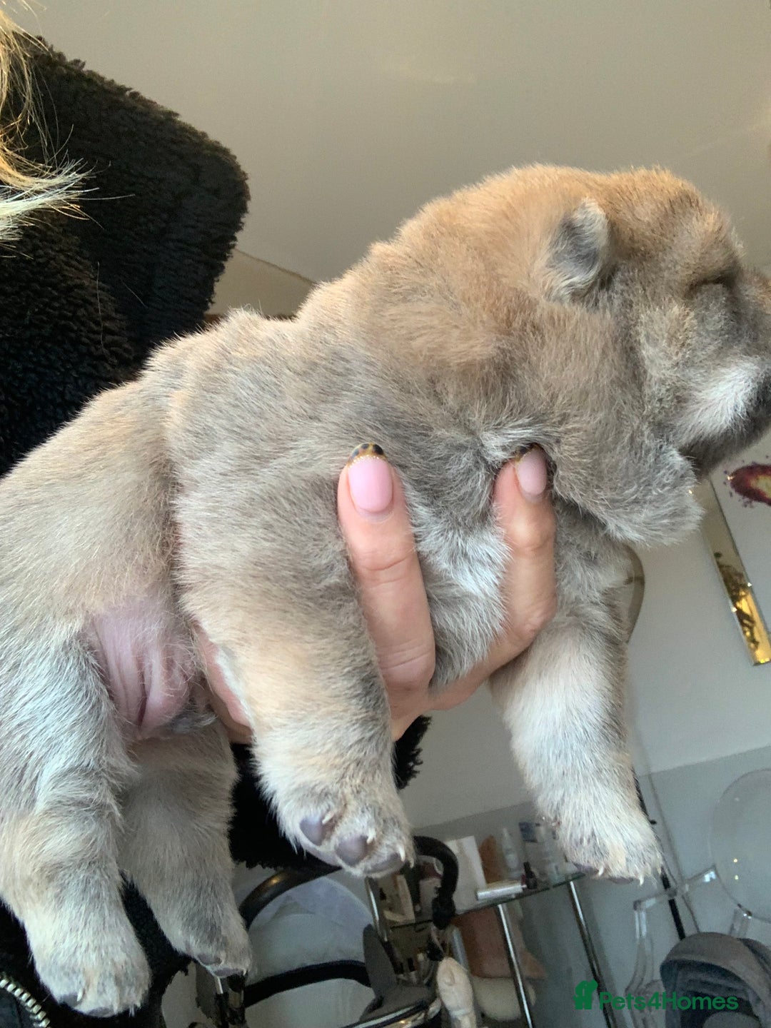 Chow Chow dogs for sale: Stunning male kc chow chow  - Advert 8