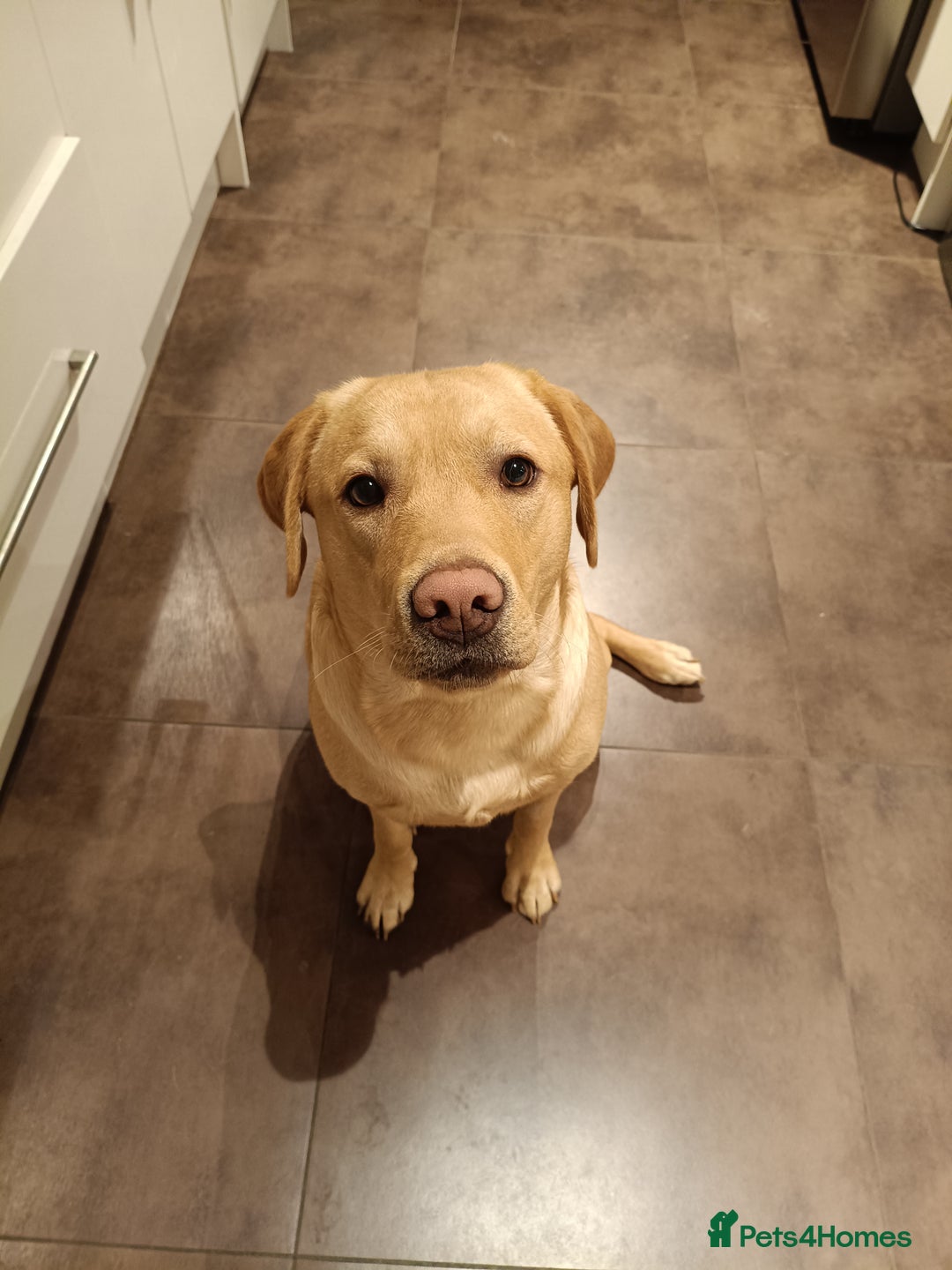Labrador Retriever dogs for sale: 14 Month old-Labrador Retriever looking for rehome - Advert 3