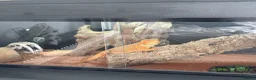 Bearded Dragon reptiles for sale: 11-Month-Old Bearded Dragon with Full Setup in Gravesend - Advert 5
