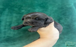 Cocker Spaniel dogs for sale: VERY SPECIAL SOLID CHOCOLATE SHOW TYPES - Image 6