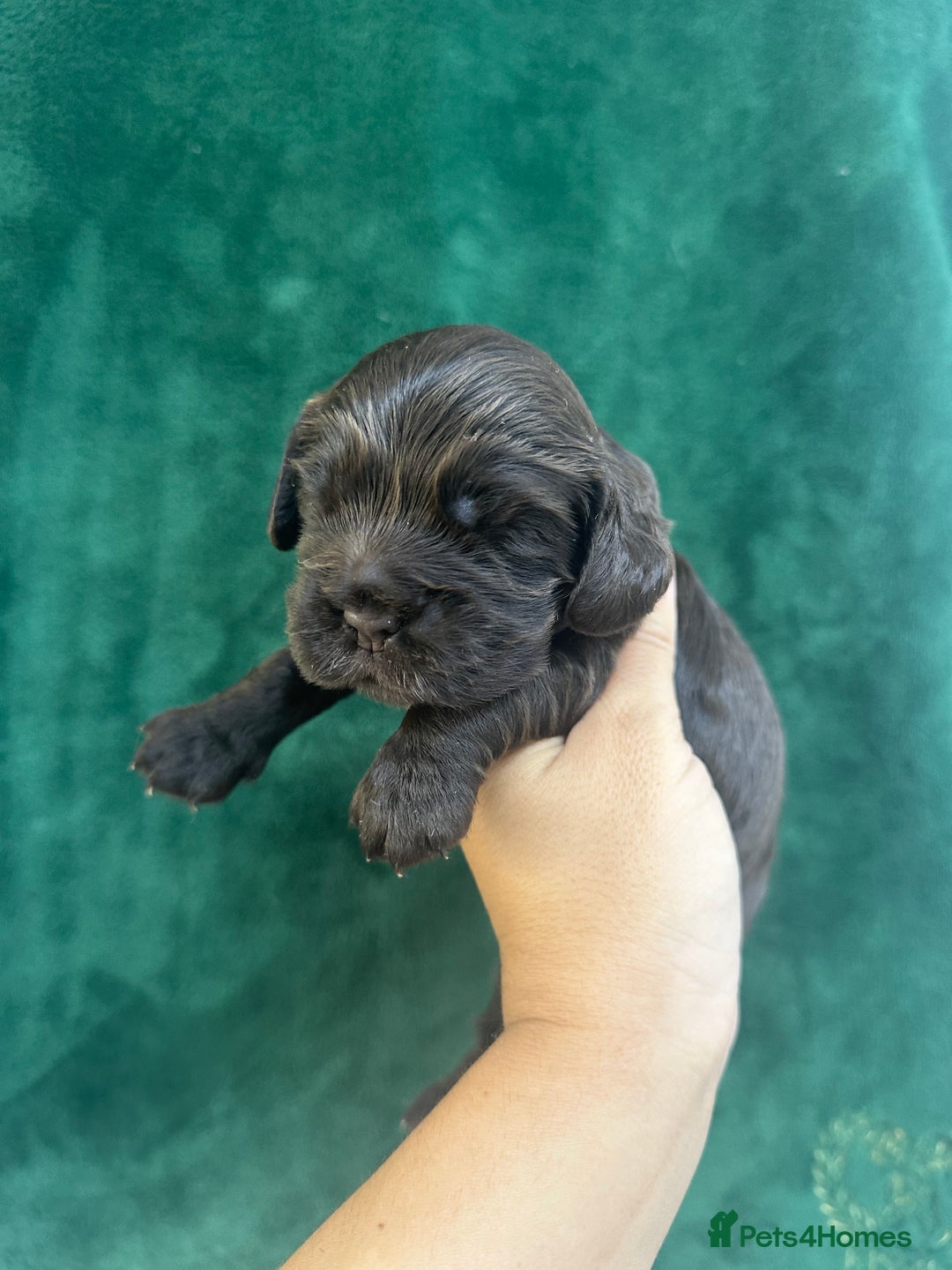 Cocker Spaniel dogs for sale: VERY SPECIAL SOLID CHOCOLATE SHOW TYPES - Image 6