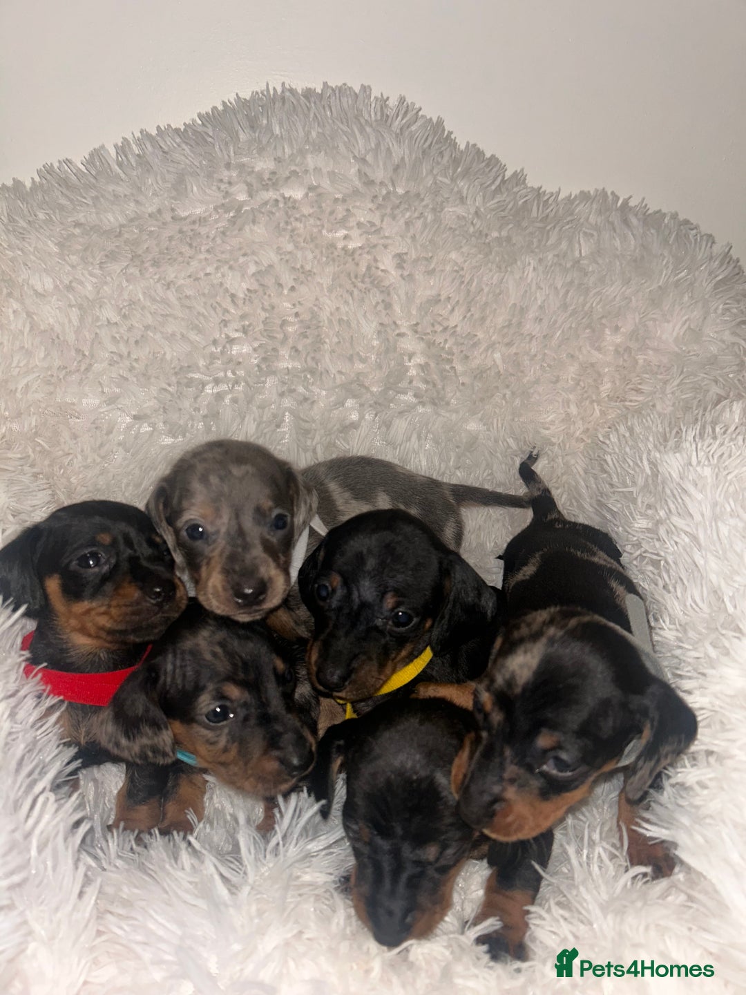 Miniature Dachshund dogs for sale: miniature dachshund puppies - Advert 12