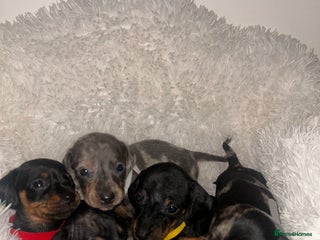 Miniature Dachshund dogs miniature dachshund puppies - Advert 3