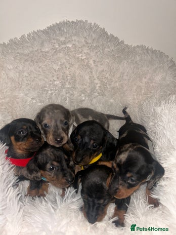Miniature Dachshund dogs - Advert 15