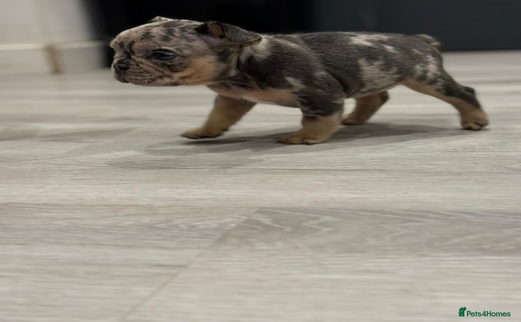 French Bulldog dogs - Advert 14