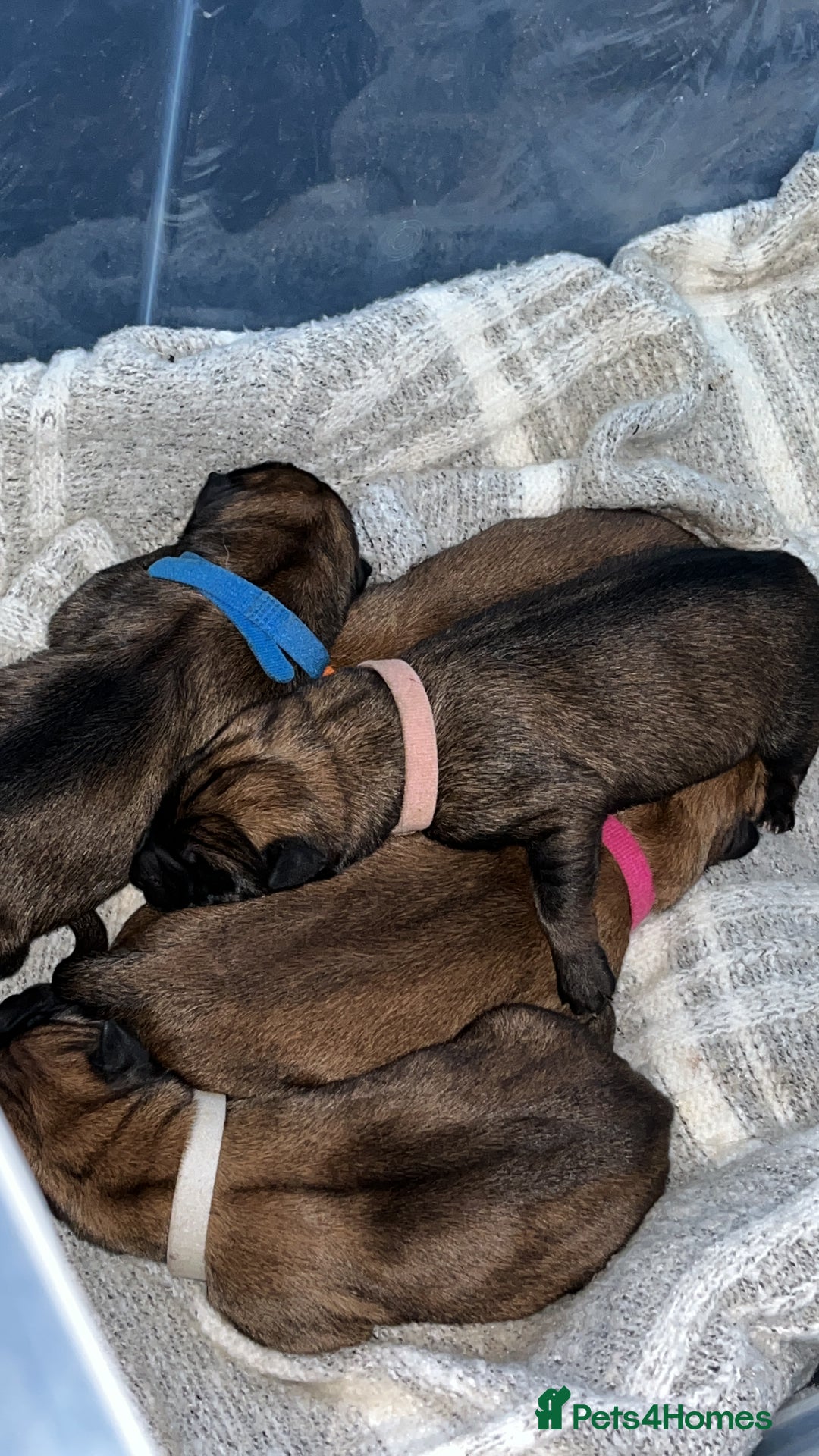 Belgian Shepherd Dog dogs for sale: Belgian shepereds puppies  - Image 11