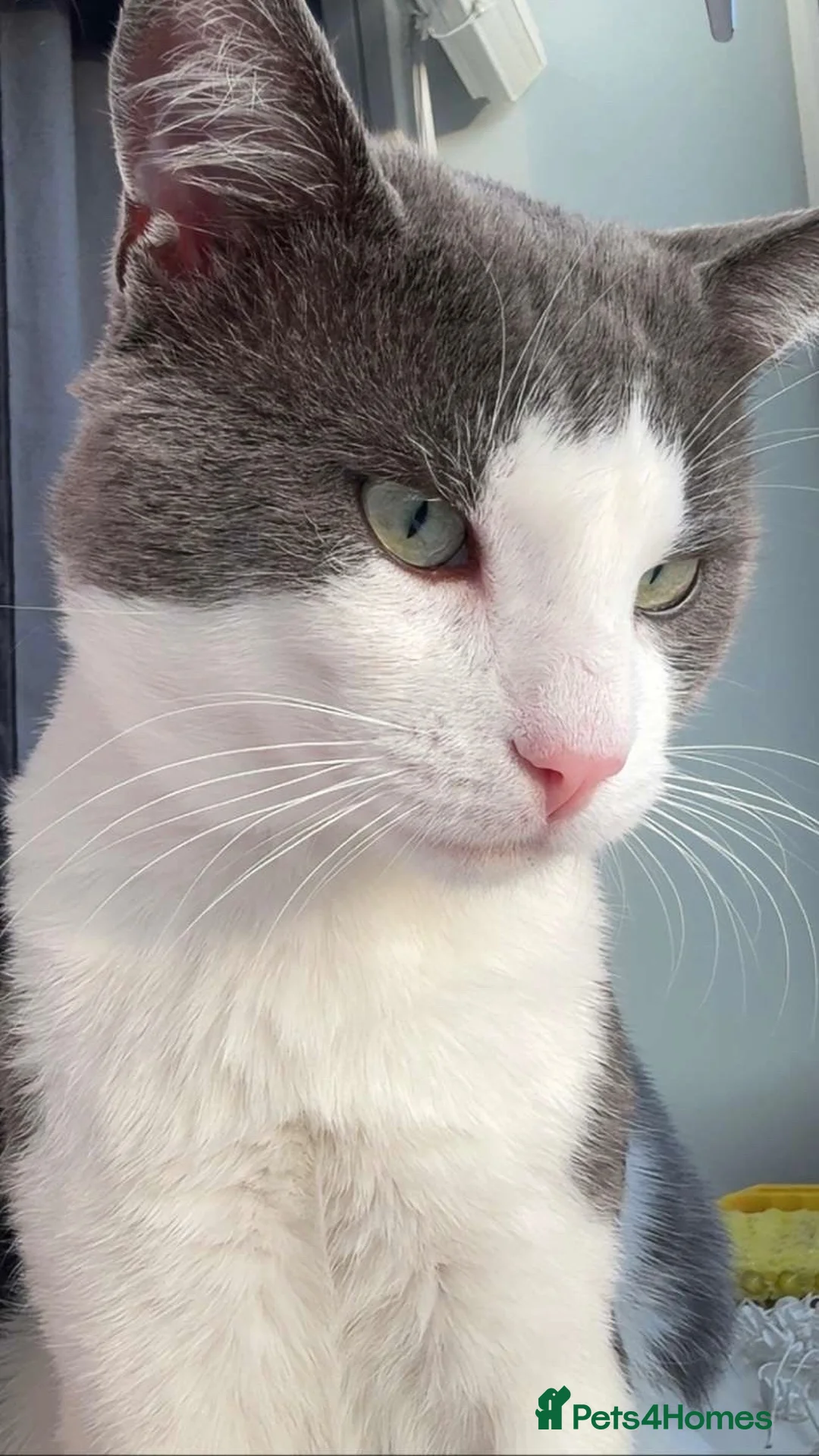 British Shorthair cats for sale: Mixed British Shorthair   in Greenford - Advert 2