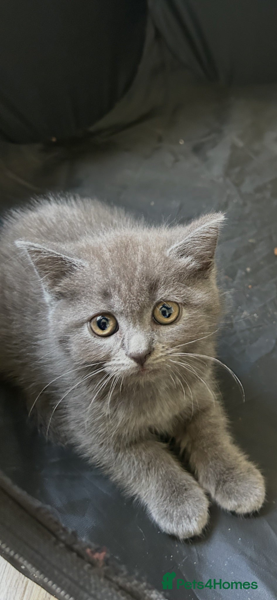 Mixed Breed cats Half breed British shorthair blues - Advert 2