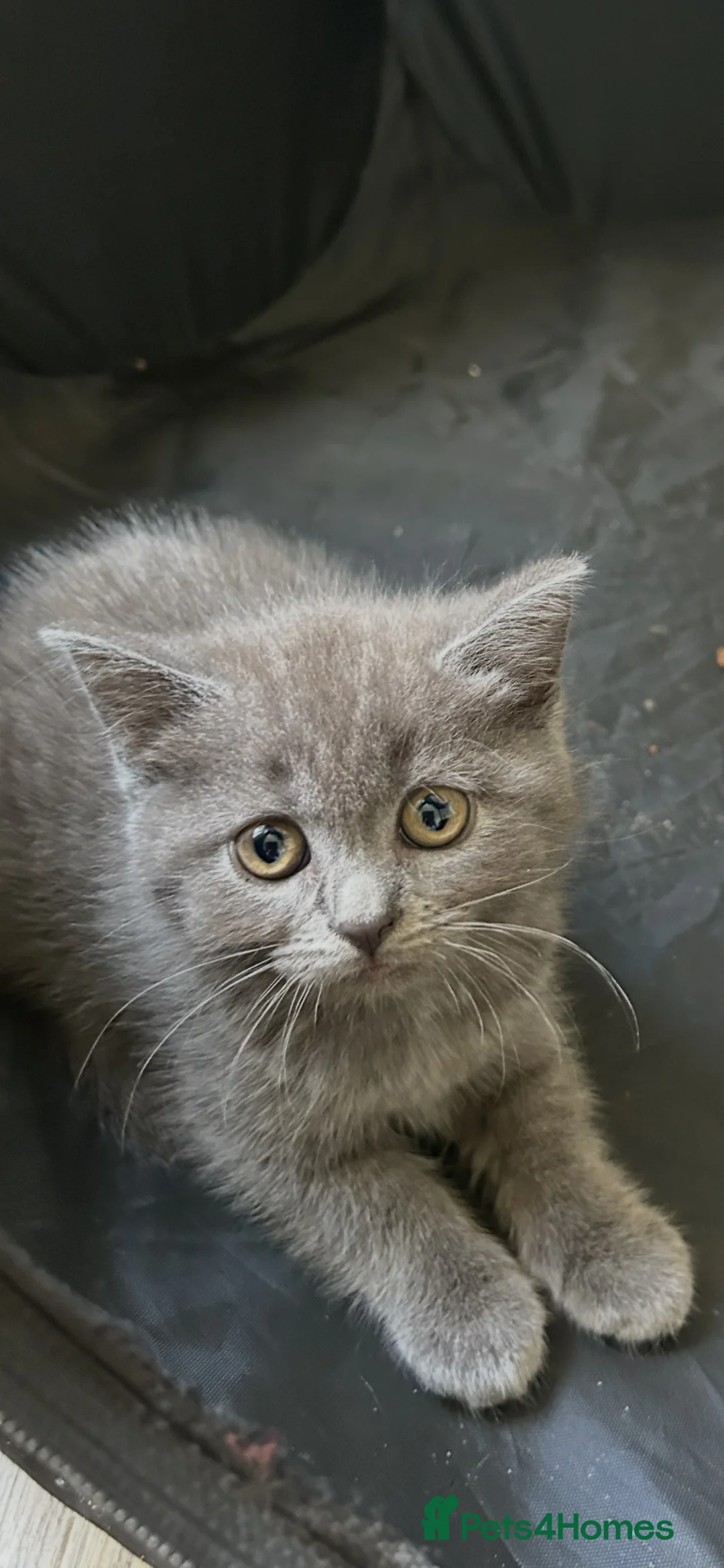 Mixed Breed cats for sale: Half breed British shorthair blues - Advert 1