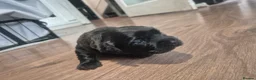 Cockapoo dogs for sale: Cockapoo puppies  - Advert 6