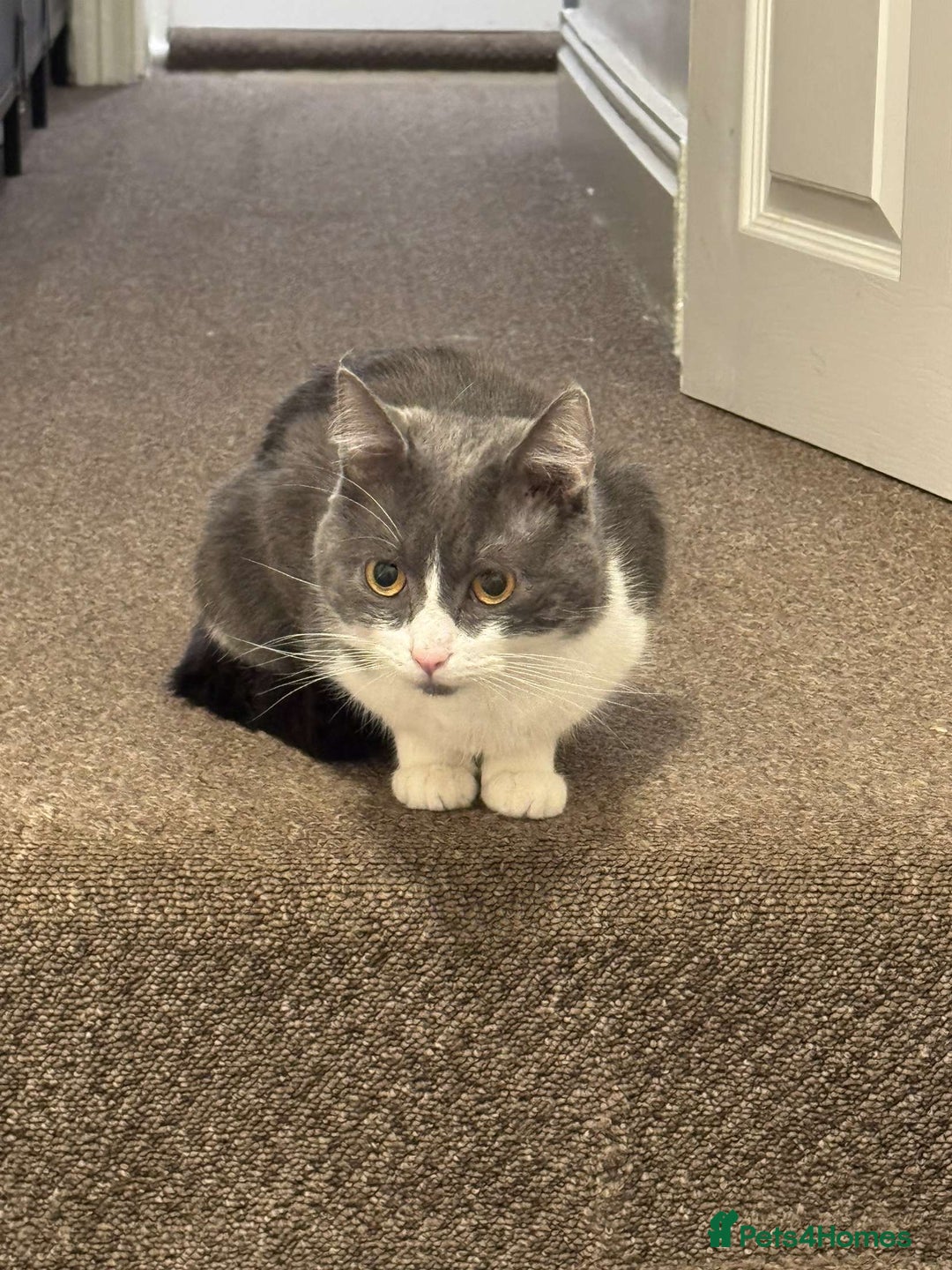 British Shorthair cats for sale: Ralphy - Image 3