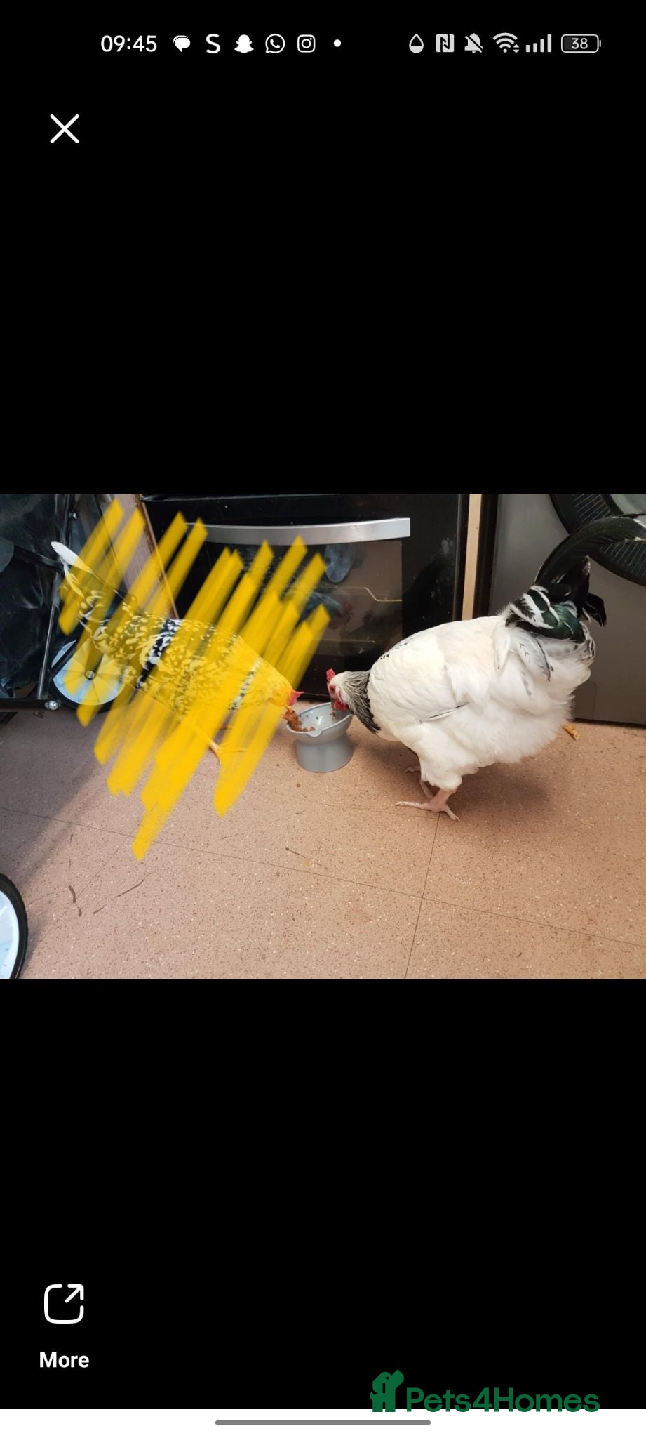 Chickens poultry Two roosters for sale 17 1/2 weeks old - Advert 2