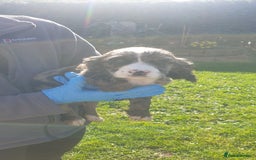 Cocker Spaniel dogs for sale: Cocker spaniel puppies  - Image 15