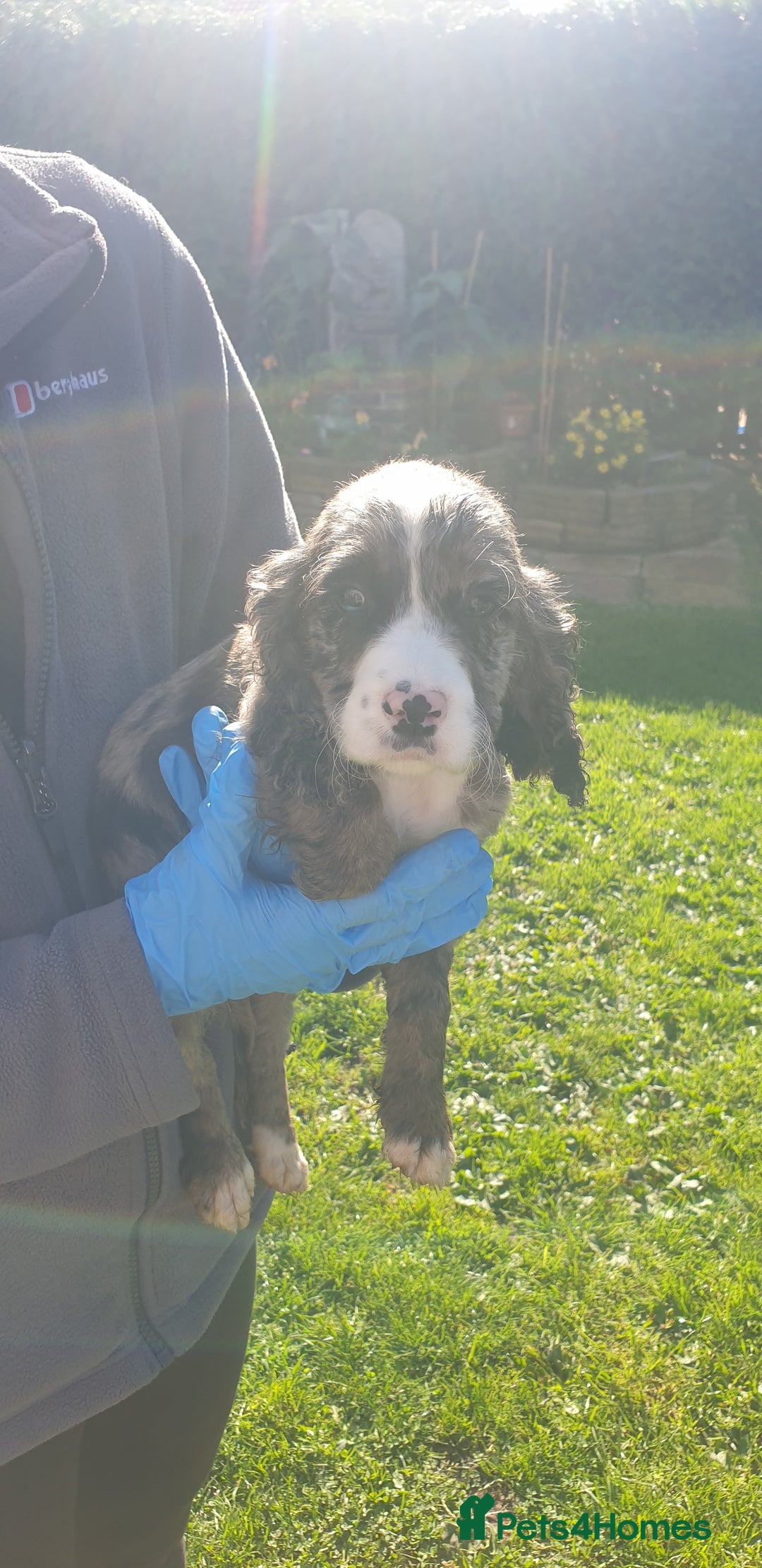 Cocker Spaniel dogs for sale: Cocker spaniel puppies  - Image 15