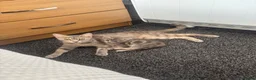 Domestic Shorthair cats for sale: Luna  in Leyland - Advert 6