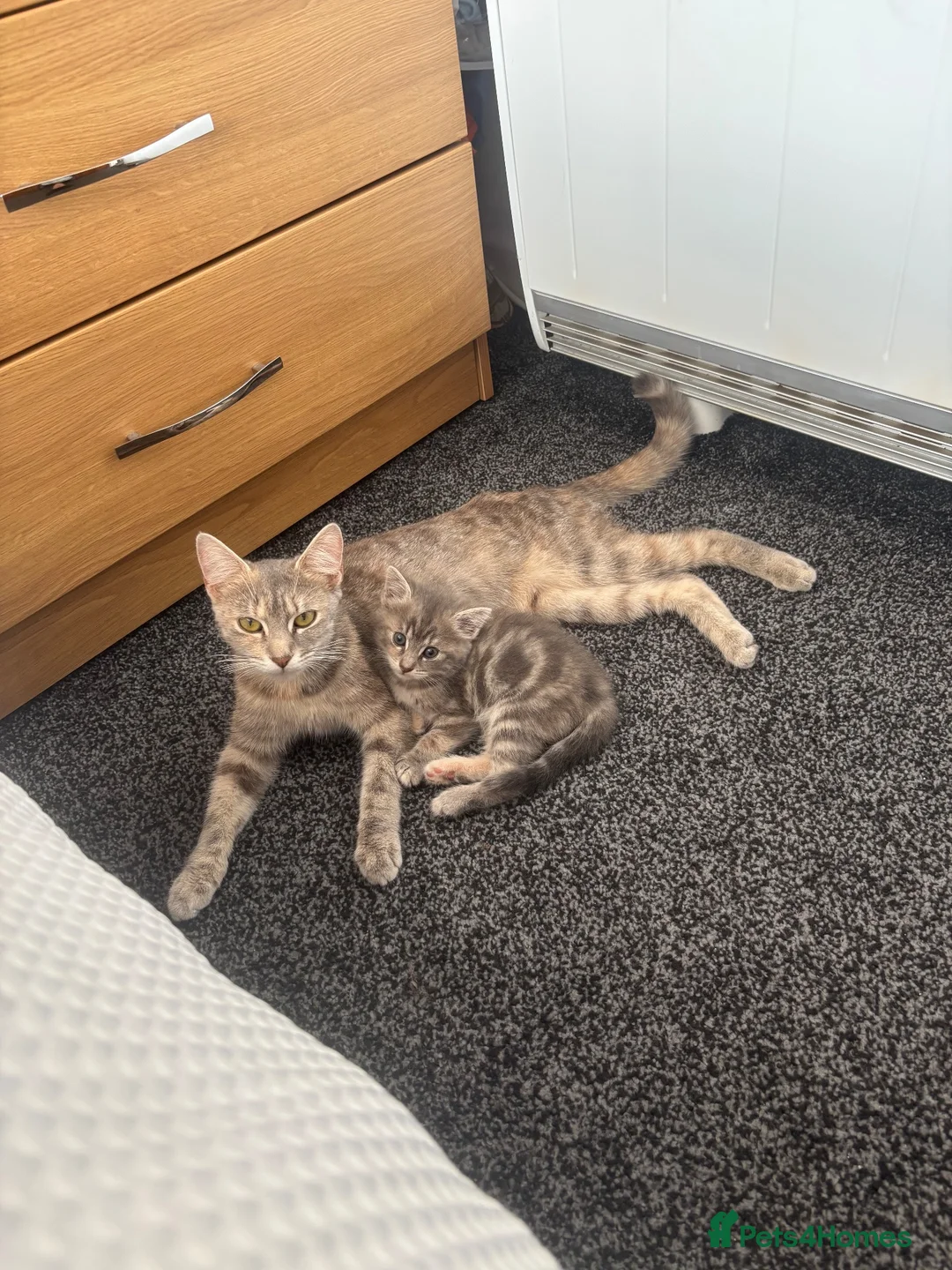 Domestic Shorthair cats for sale: Luna  in Leyland - Advert 6