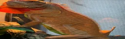 Iguana reptiles for sale: Iguana T Abino  - Advert 3