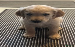 Golden Retriever dogs for sale: Stunning Showline Golden Retrievers 🐾  - Image 1