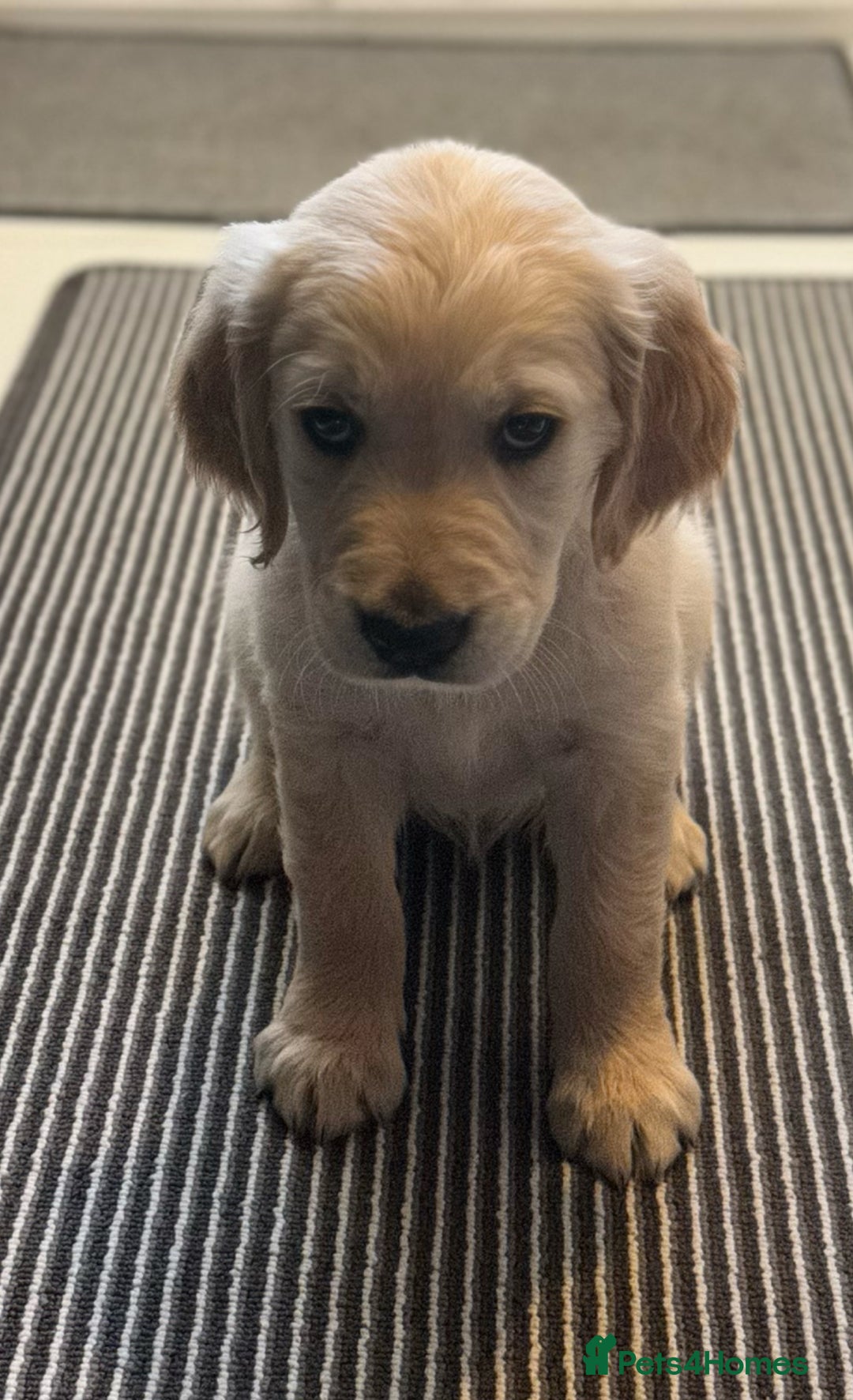 Golden Retriever dogs for sale: Stunning Showline Golden Retrievers 🐾  - Image 1