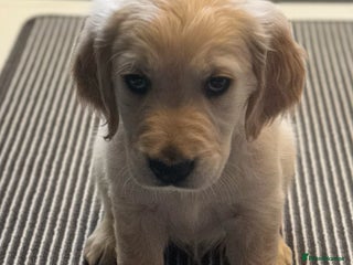 Golden Retriever dogs - Advert 5