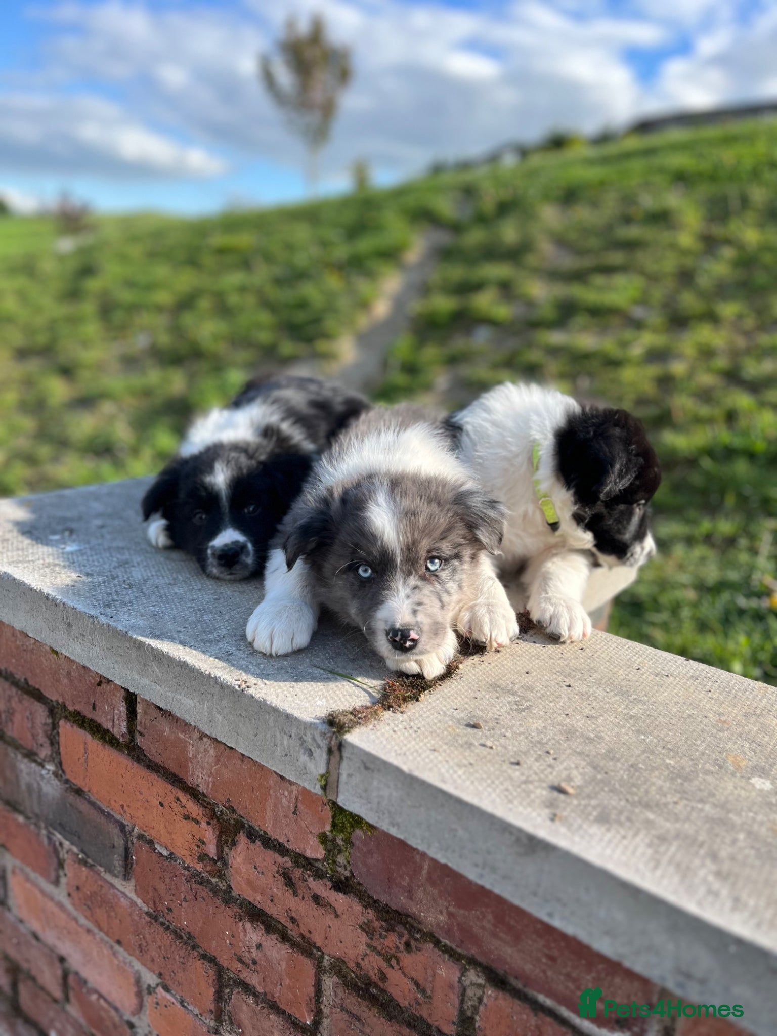 Border Collie dogs Beautiful Border Collie Puppies  - Advert 2