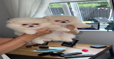 Pomeranian dogs - Advert 4