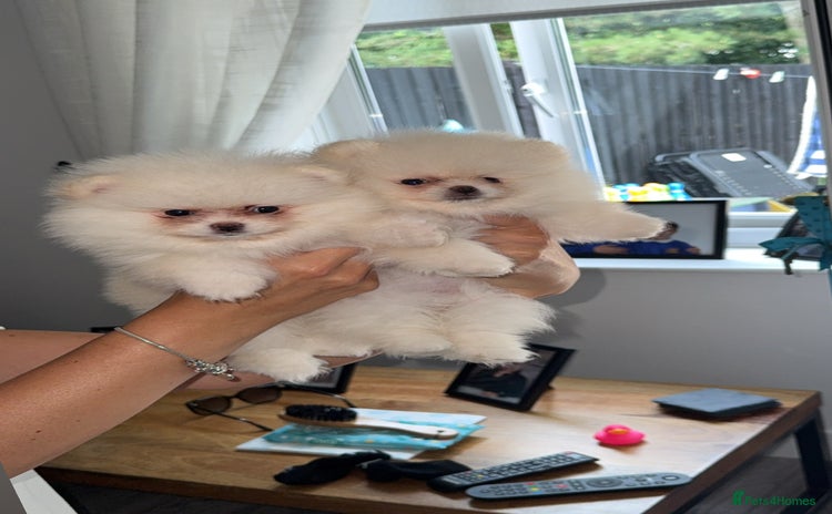Pomeranian dogs - Advert 1