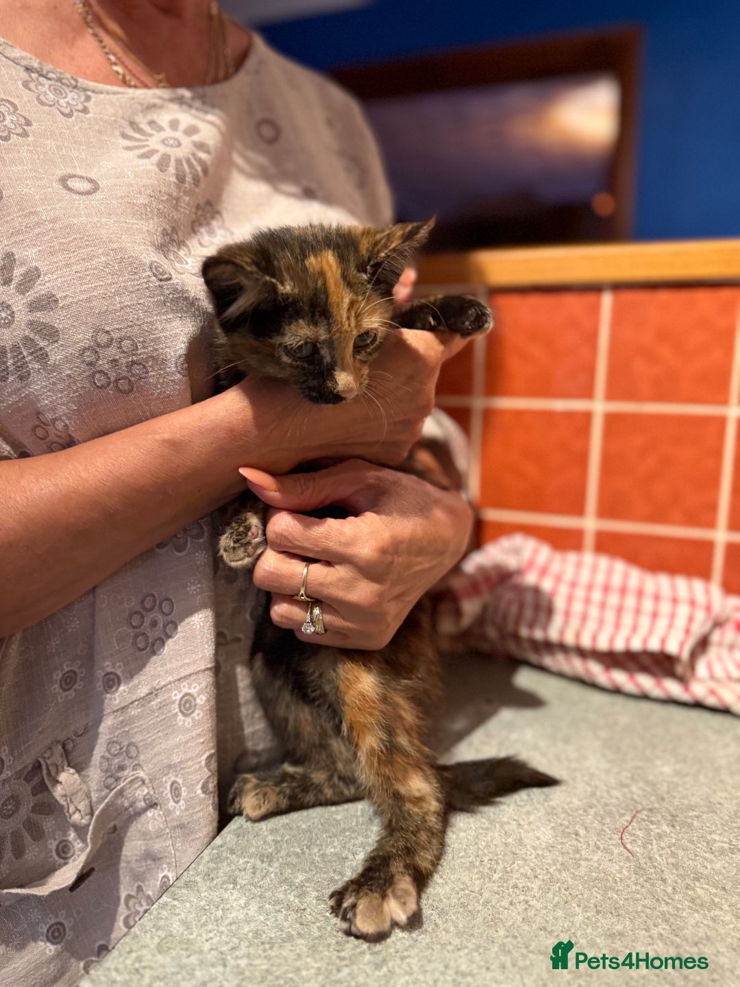 Mixed Breed cats for sale: 2 CUTE TORTOISESHELL GIRLS  - Image 14