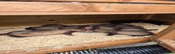 Ferret rodents for sale: Ferret kits for sale in Mansfield - Advert 3