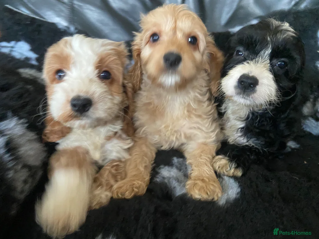 Cockapoo dogs for sale: F1  miniature Cockapoo’s  - Advert 1