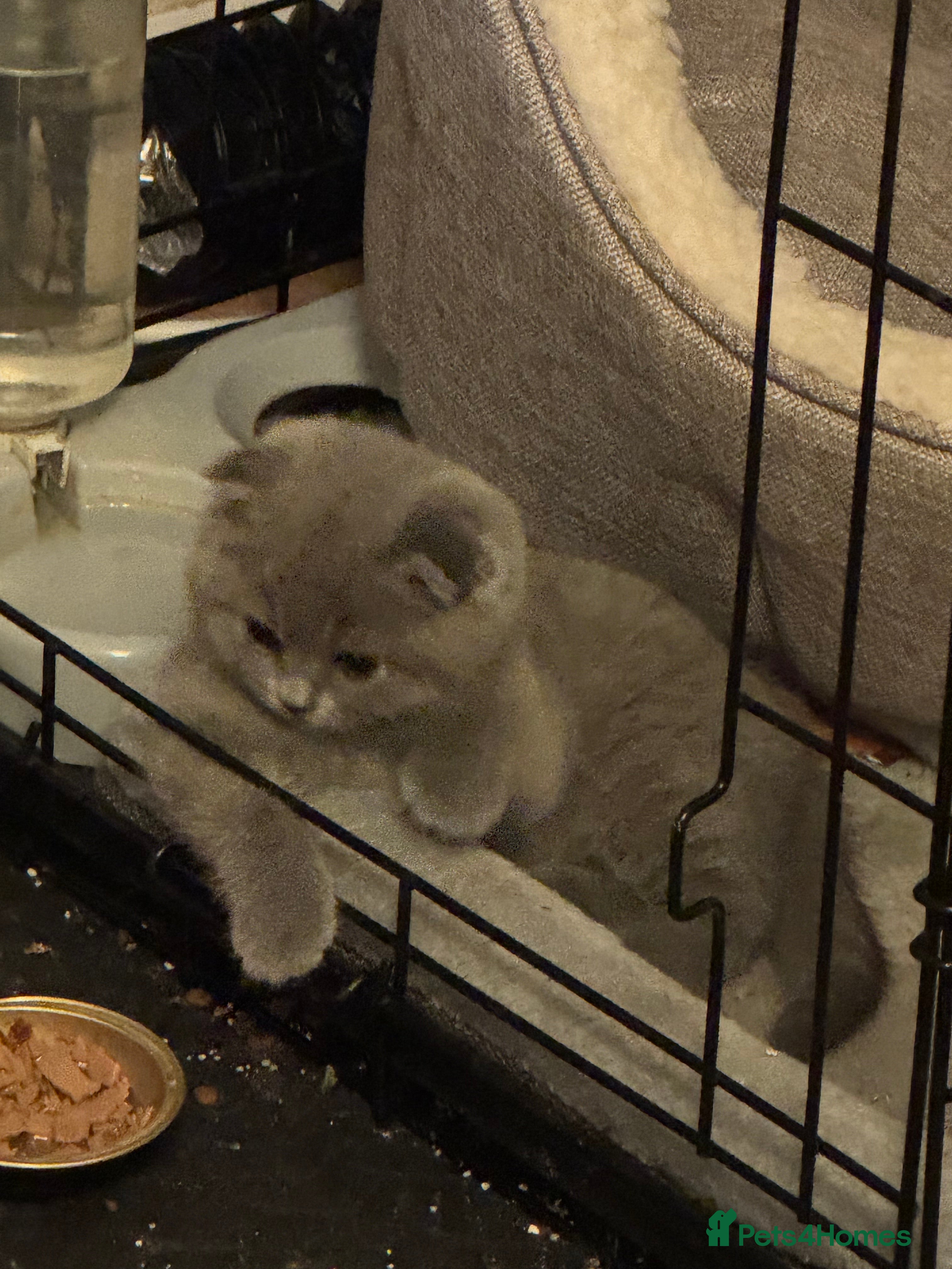 Brazilian Shorthair cats Female British fold - Advert 1