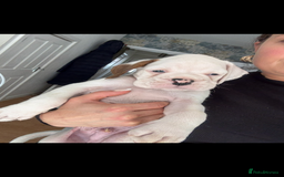 Boxer dogs for sale: KC Champion bloodline Boxer puppies  - Image 9