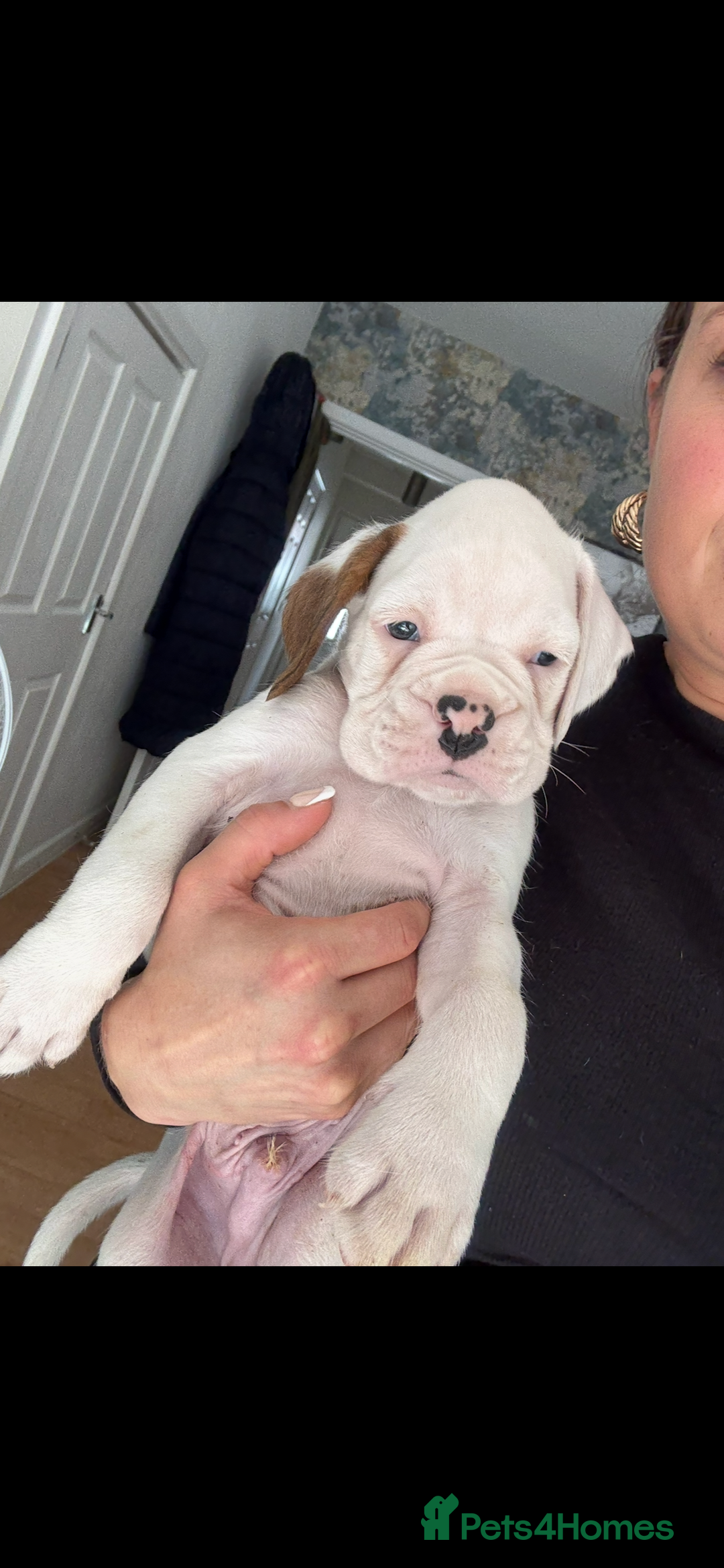 Boxer dogs for sale: KC Champion bloodline Boxer puppies  - Image 9
