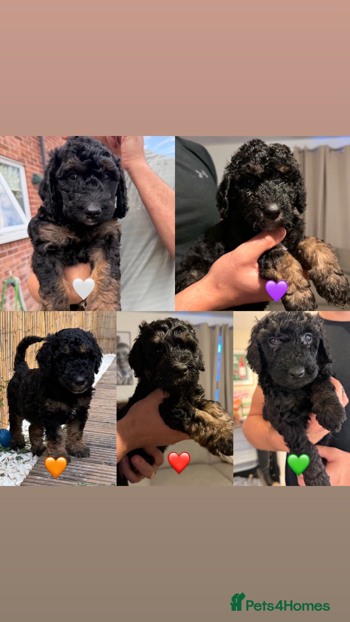 Mini Goldendoodle dogs F1b Mini Goldendoodles.READY TO LEAVE NEXT WEEK 🤍 - Advert 2