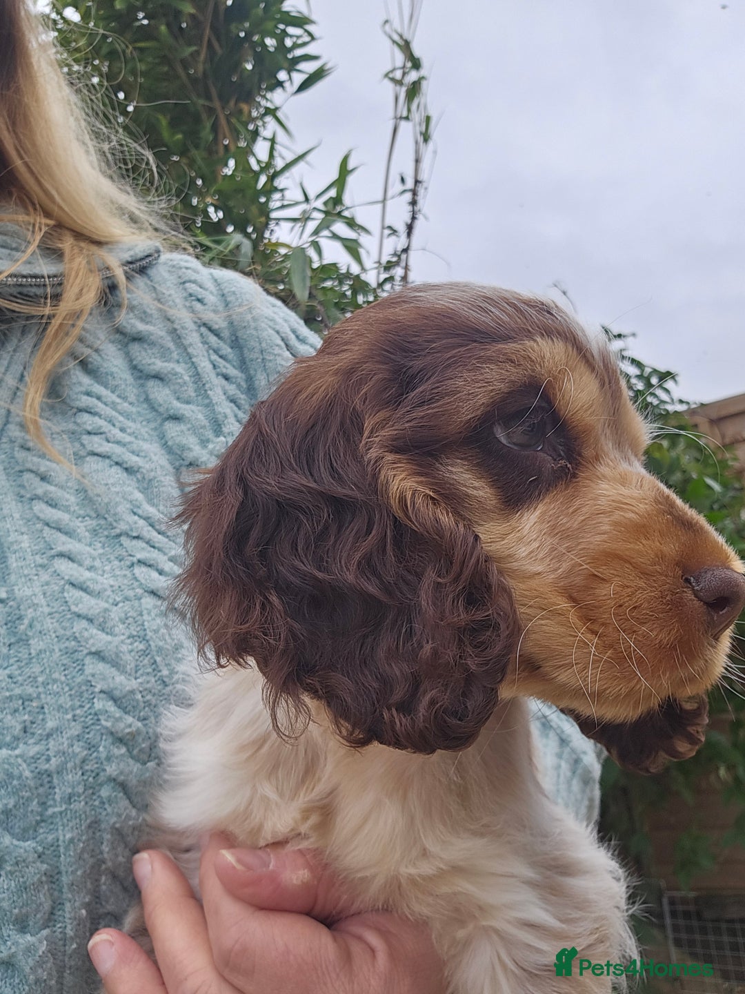 Cocker Spaniel dogs for sale: Sable Show Cocker spaniel Puppies ready now - Image 6
